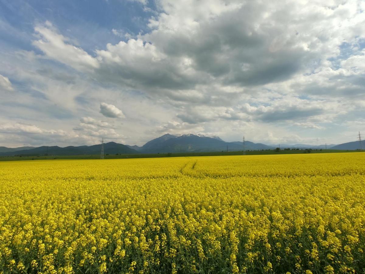 Panoramic Residence Zărneşti Eksteriør billede